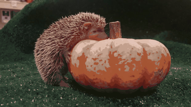 Jeżyk oglądający dynie